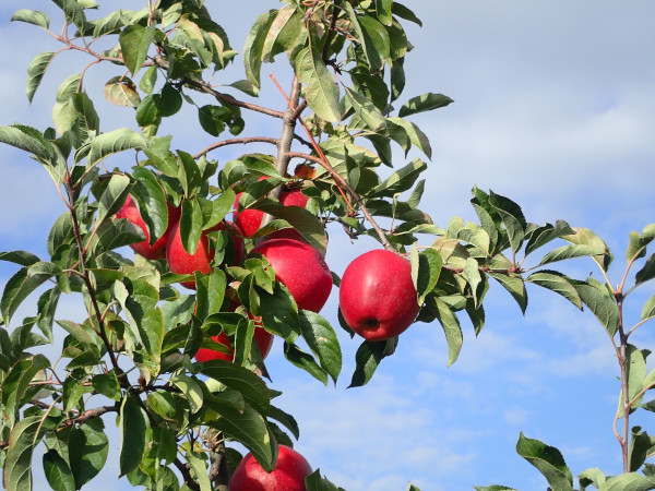 Apfel Baumpatenschaft