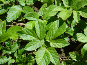 Gierschblätter im Frühling